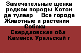 Замечательные щенки редкой породы Котон де тулеар  - Все города Животные и растения » Собаки   . Свердловская обл.,Каменск-Уральский г.